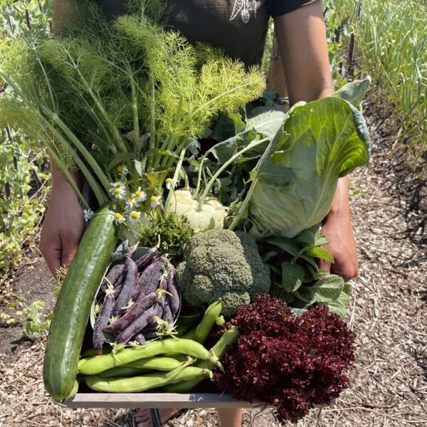 Cursus Moestuinieren